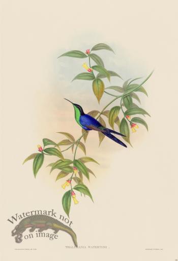 Gould Hummingbird 100